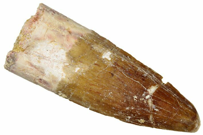 Fossil Spinosaurus Tooth - Real Dinosaur Tooth #299067